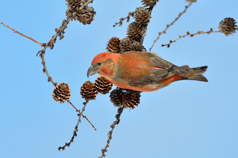 イスカ ひがし北海道の野鳥図鑑 Bird Land ひがし北海道 釧路 バードウォッチング パラダイスひがし北海道 くしろ