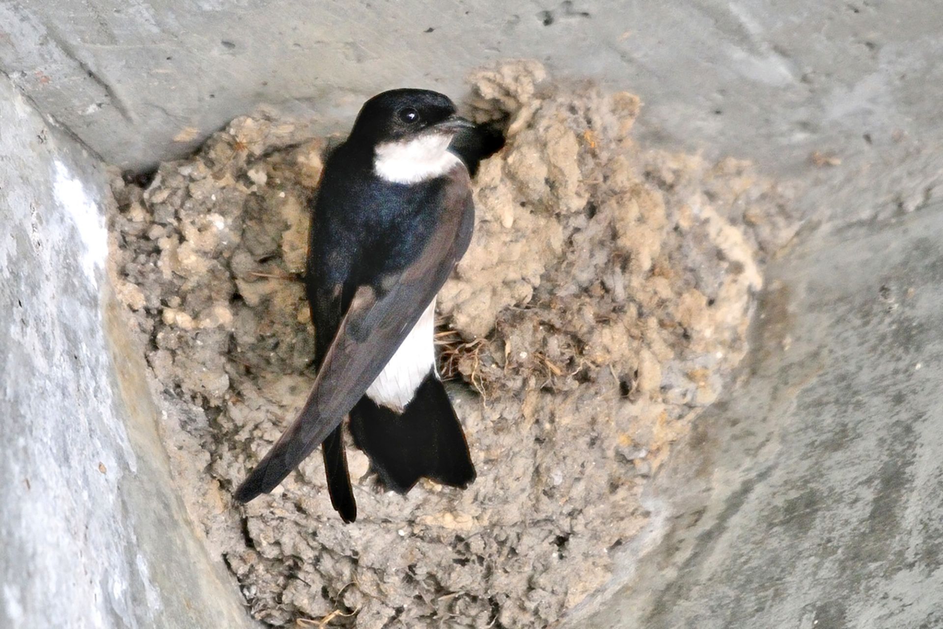 イワツバメ ひがし北海道の野鳥図鑑 Bird Land ひがし北海道 釧路 バードウォッチング パラダイスひがし北海道 くしろ