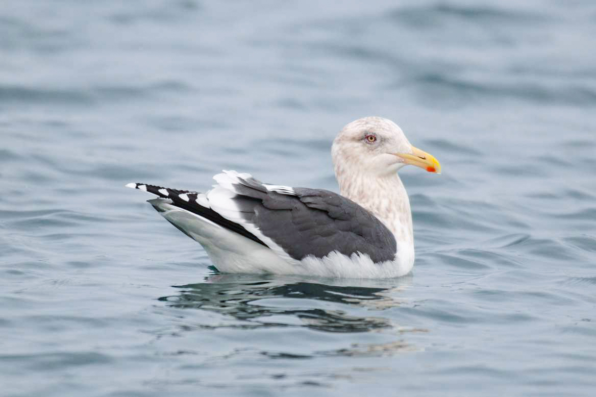 オオセグロカモメ ひがし北海道の野鳥図鑑 Bird Land ひがし北海道 釧路 バードウォッチング パラダイスひがし北海道 くしろ