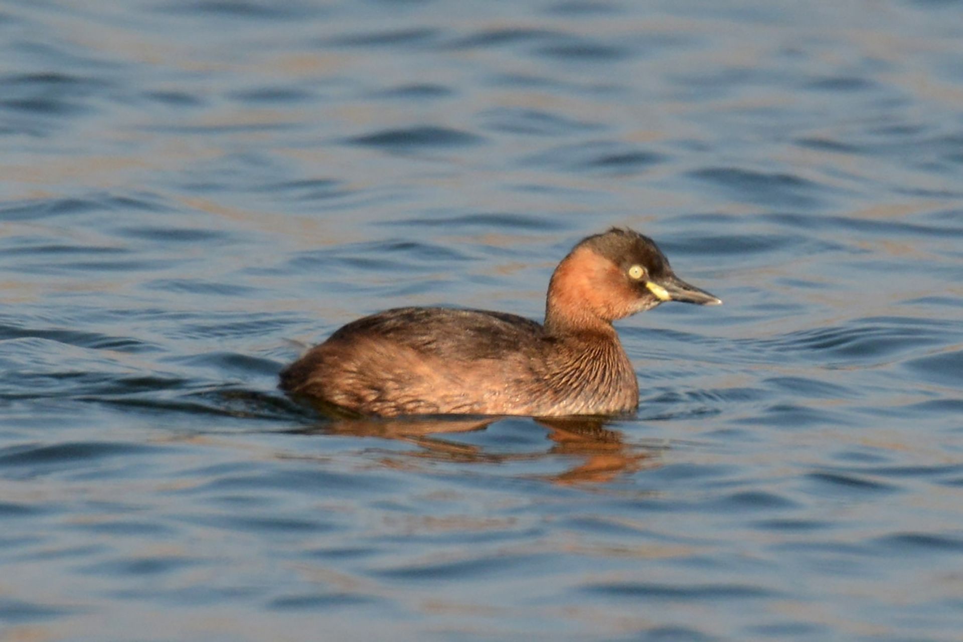 カイツブリ ひがし北海道の野鳥図鑑 Bird Land ひがし北海道 釧路