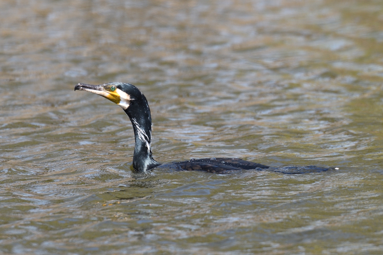 カワウ ひがし北海道の野鳥図鑑 Bird Land ひがし北海道 釧路 バードウォッチング パラダイスひがし北海道 くしろ