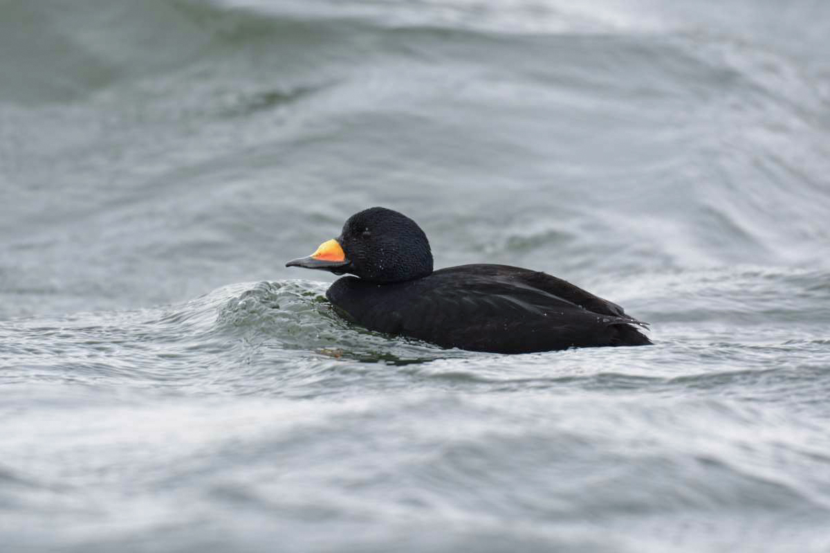 クロガモ ひがし北海道の野鳥図鑑 Bird Land ひがし北海道 釧路 バードウォッチング パラダイスひがし北海道 くしろ