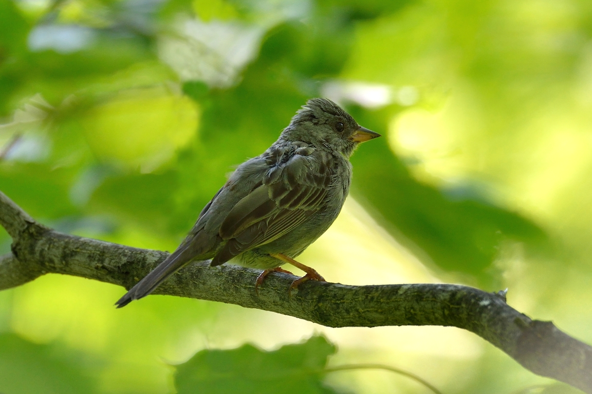 クロジ ひがし北海道の野鳥図鑑 Bird Land ひがし北海道 釧路 バードウォッチング パラダイスひがし北海道 くしろ