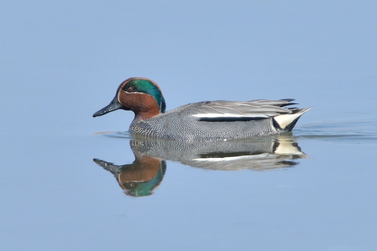 コガモ ひがし北海道の野鳥図鑑 Bird Land ひがし北海道 釧路 バードウォッチング パラダイスひがし北海道 くしろ