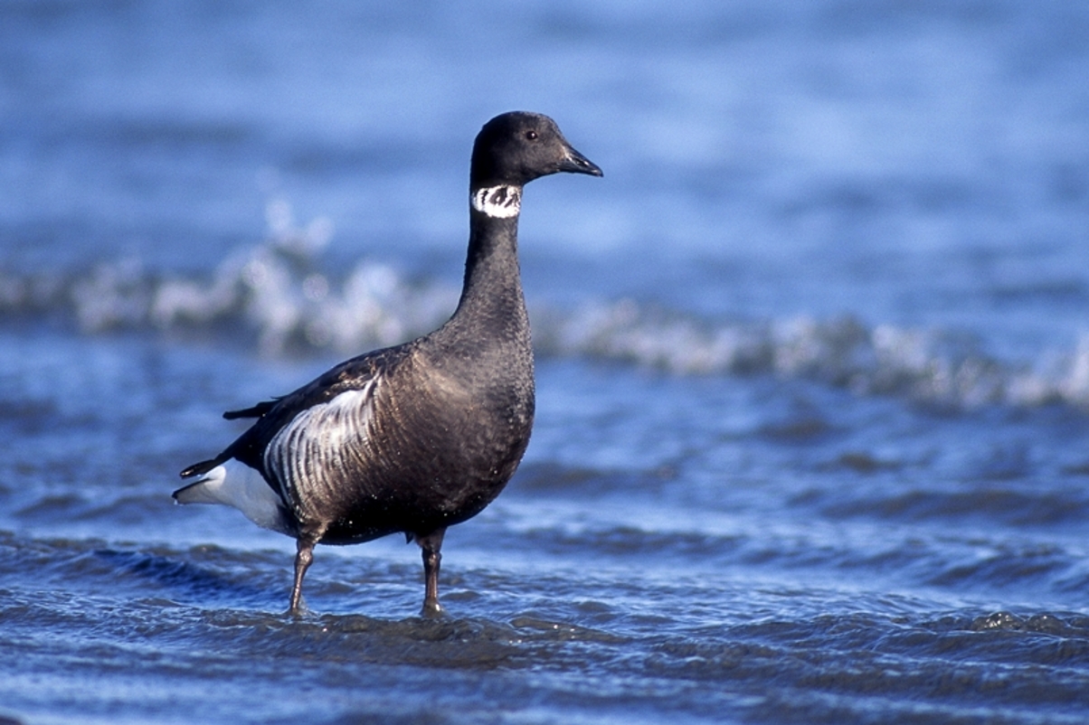 コクガン ひがし北海道の野鳥図鑑 Bird Land ひがし北海道 釧路 バードウォッチング パラダイスひがし北海道 くしろ