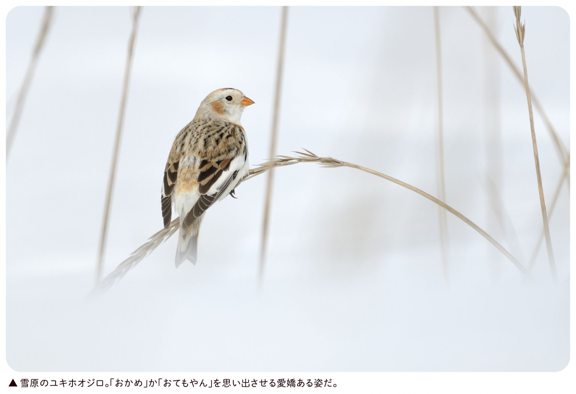 可愛いユキホオジロ ひがし北海道の野鳥図鑑 Bird Land ひがし北海道 釧路 バードウォッチング パラダイスひがし北海道 くしろ