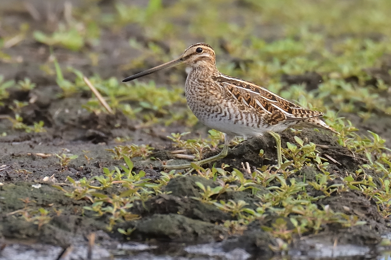 タシギ ひがし北海道の野鳥図鑑 Bird Land ひがし北海道 釧路 バードウォッチング パラダイスひがし北海道 くしろ