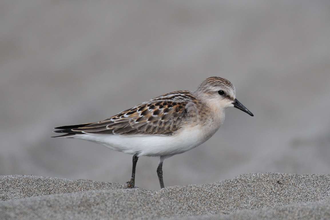 トウネン ひがし北海道の野鳥図鑑 Bird Land ひがし北海道 釧路 バードウォッチング パラダイスひがし北海道 くしろ