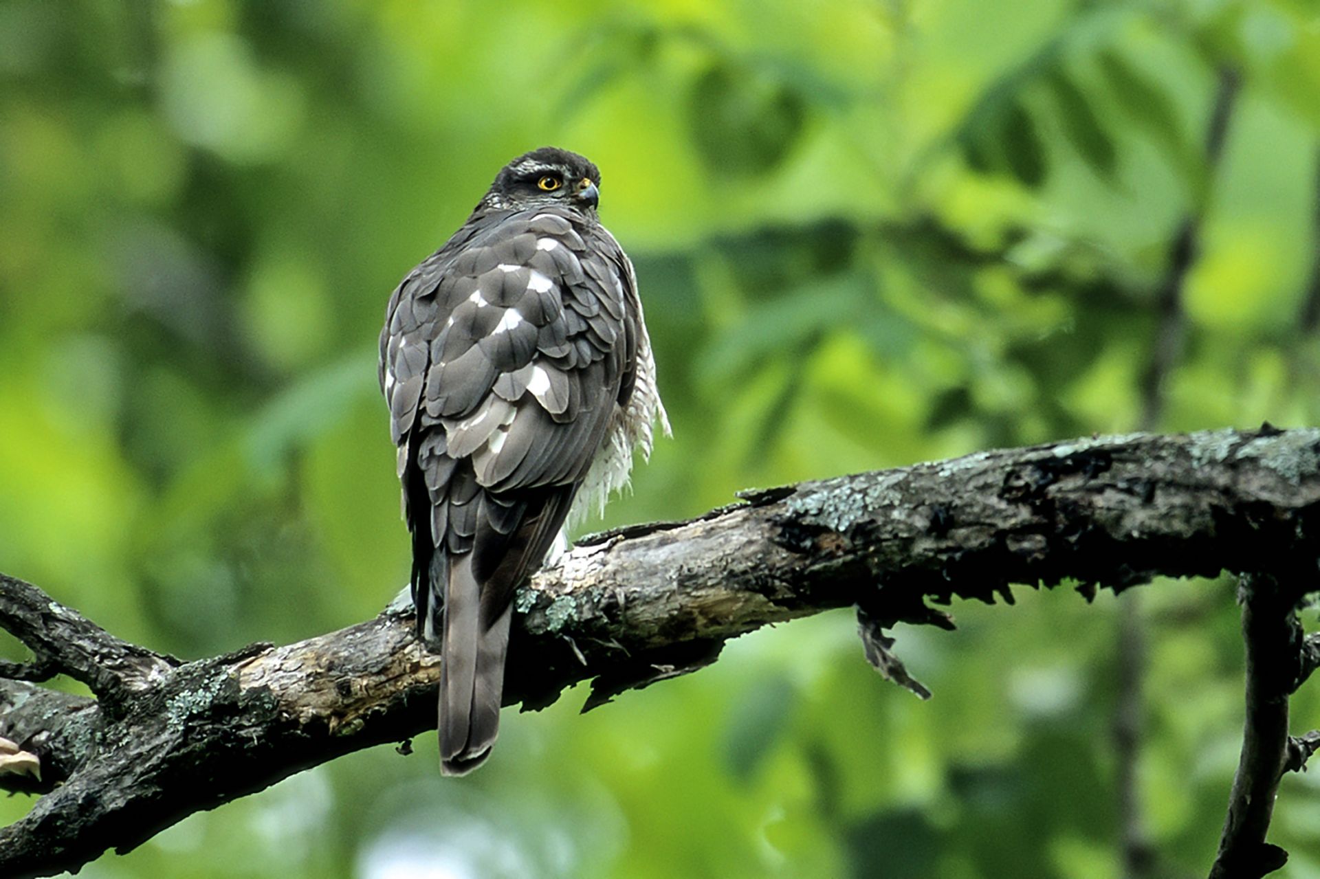 ハイタカ ひがし北海道の野鳥図鑑 Bird Land ひがし北海道 釧路 バードウォッチング パラダイスひがし北海道 くしろ