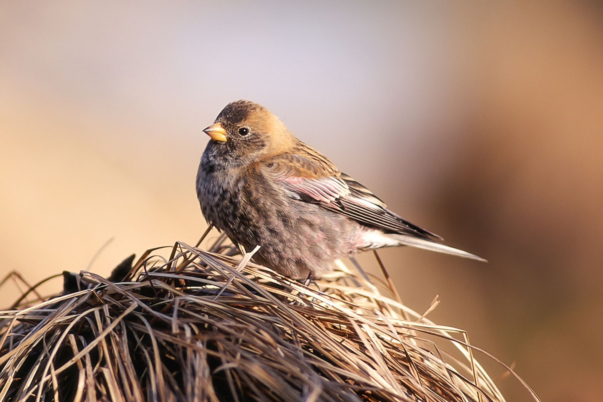 ハギマシコ ひがし北海道の野鳥図鑑 Bird Land ひがし北海道 釧路 バードウォッチング パラダイスひがし北海道 くしろ