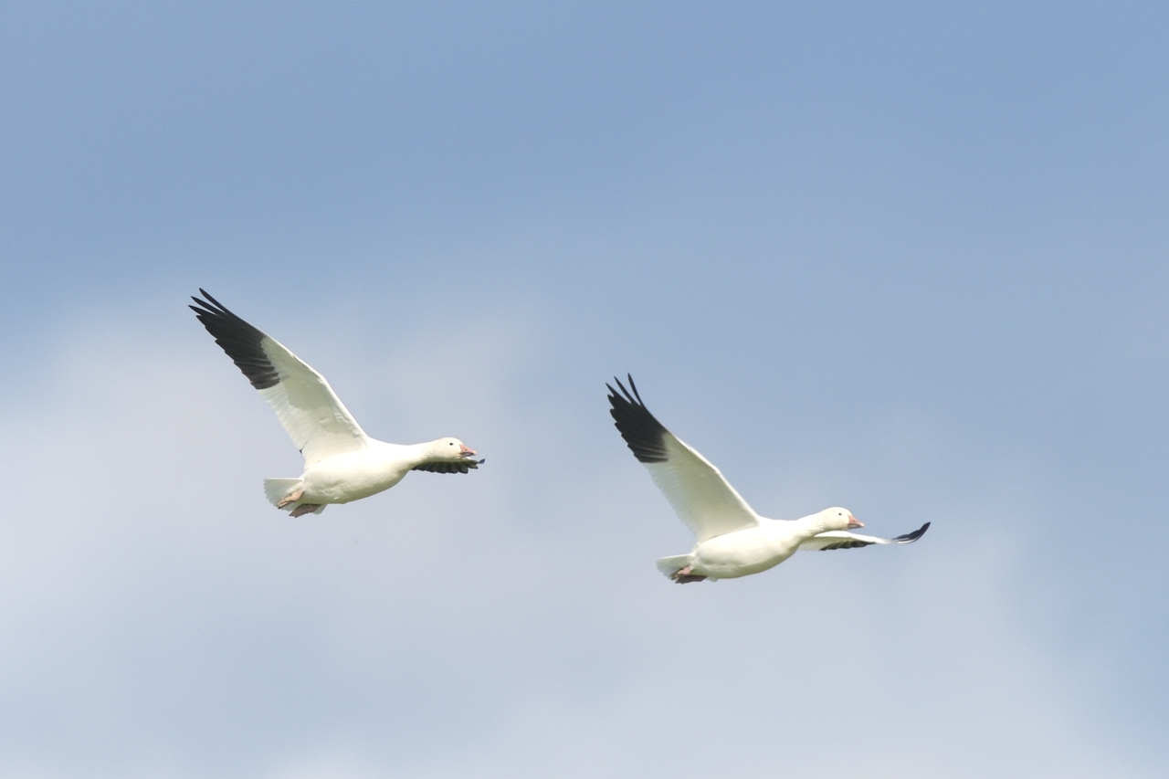 ハクガン ひがし北海道の野鳥図鑑 Bird Land ひがし北海道 釧路 バードウォッチング パラダイスひがし北海道 くしろ