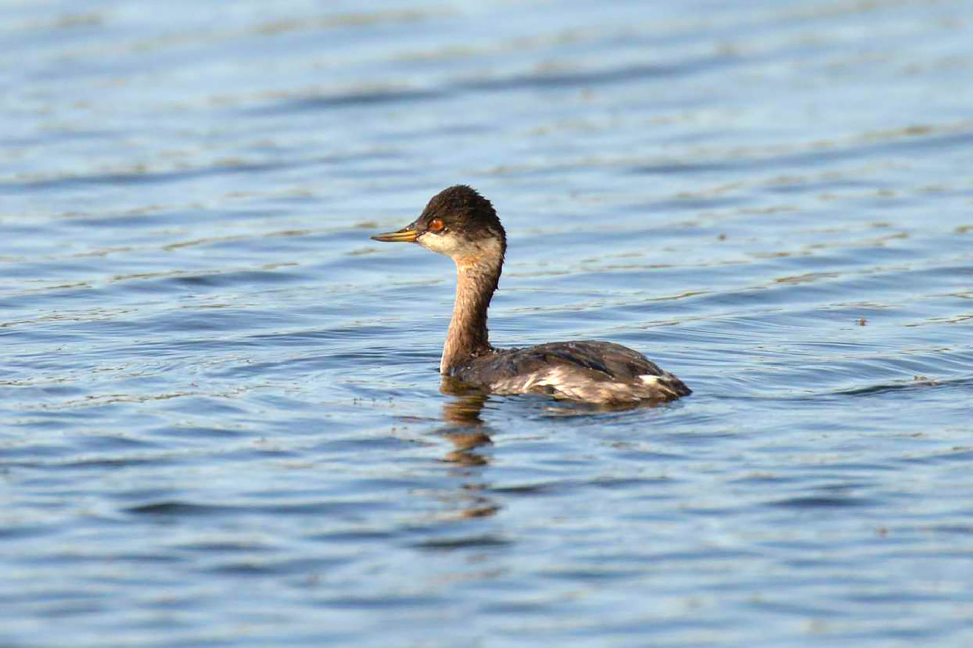 ハジロカイツブリ ひがし北海道の野鳥図鑑 Bird Land ひがし北海道 釧路 バードウォッチング パラダイスひがし北海道 くしろ