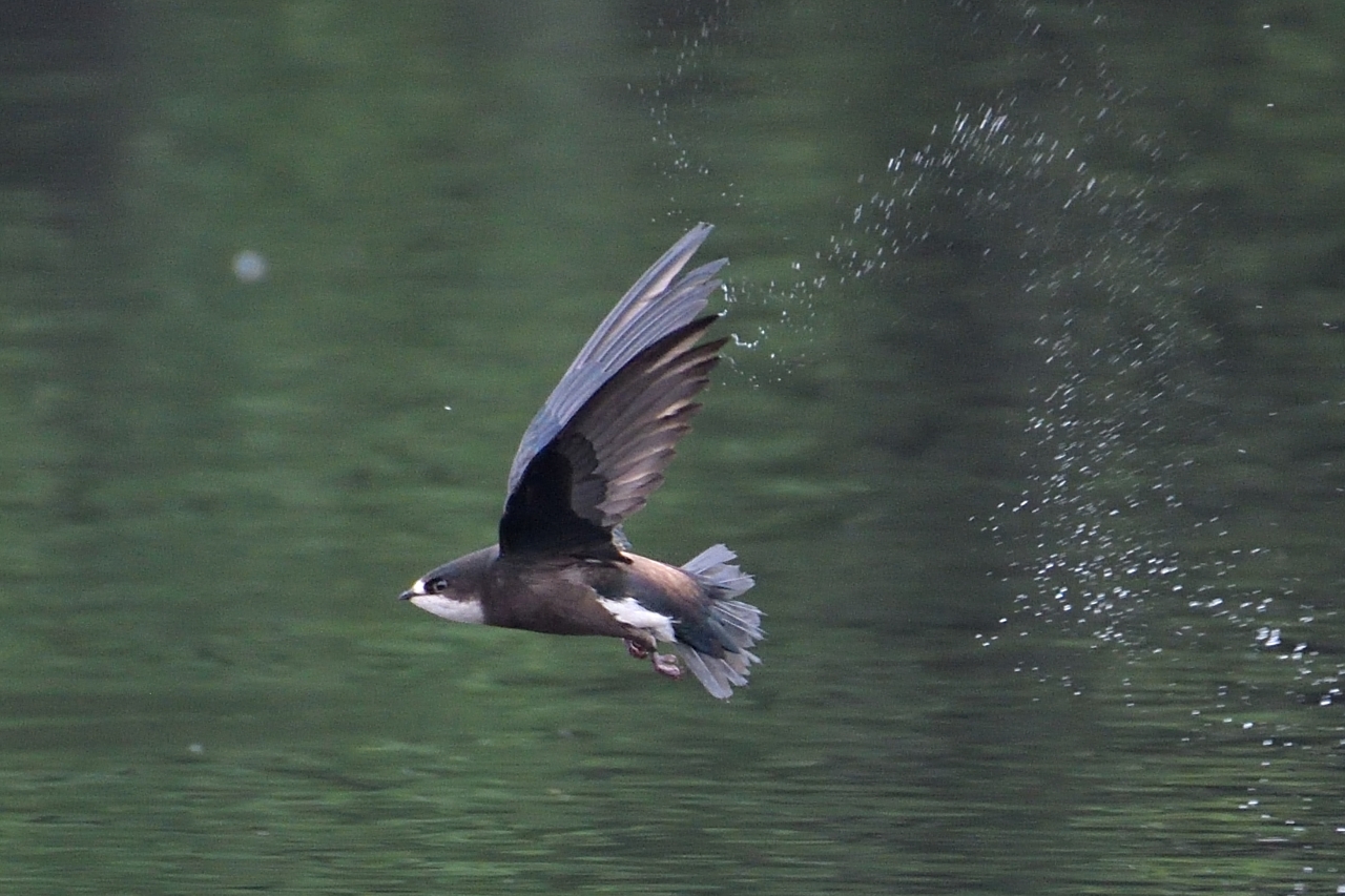 ハリオアマツバメ ひがし北海道の野鳥図鑑 Bird Land ひがし北海道 釧路