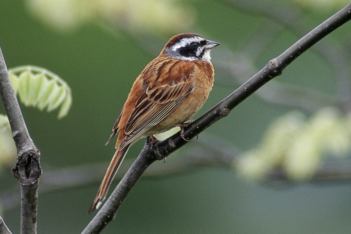 ホオジロ ひがし北海道の野鳥図鑑 Bird Land ひがし北海道 釧路 バードウォッチング パラダイスひがし北海道 くしろ