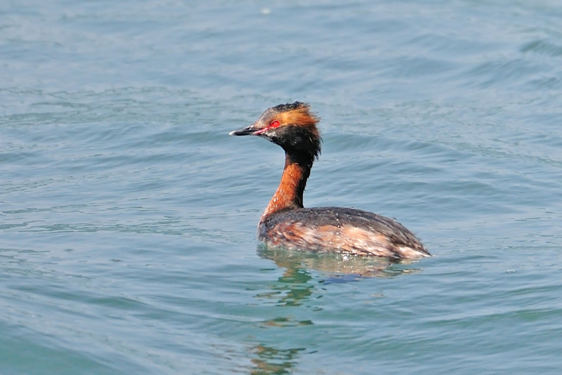 ミミカイツブリ ひがし北海道の野鳥図鑑 Bird Land ひがし北海道 釧路 バードウォッチング パラダイスひがし北海道 くしろ