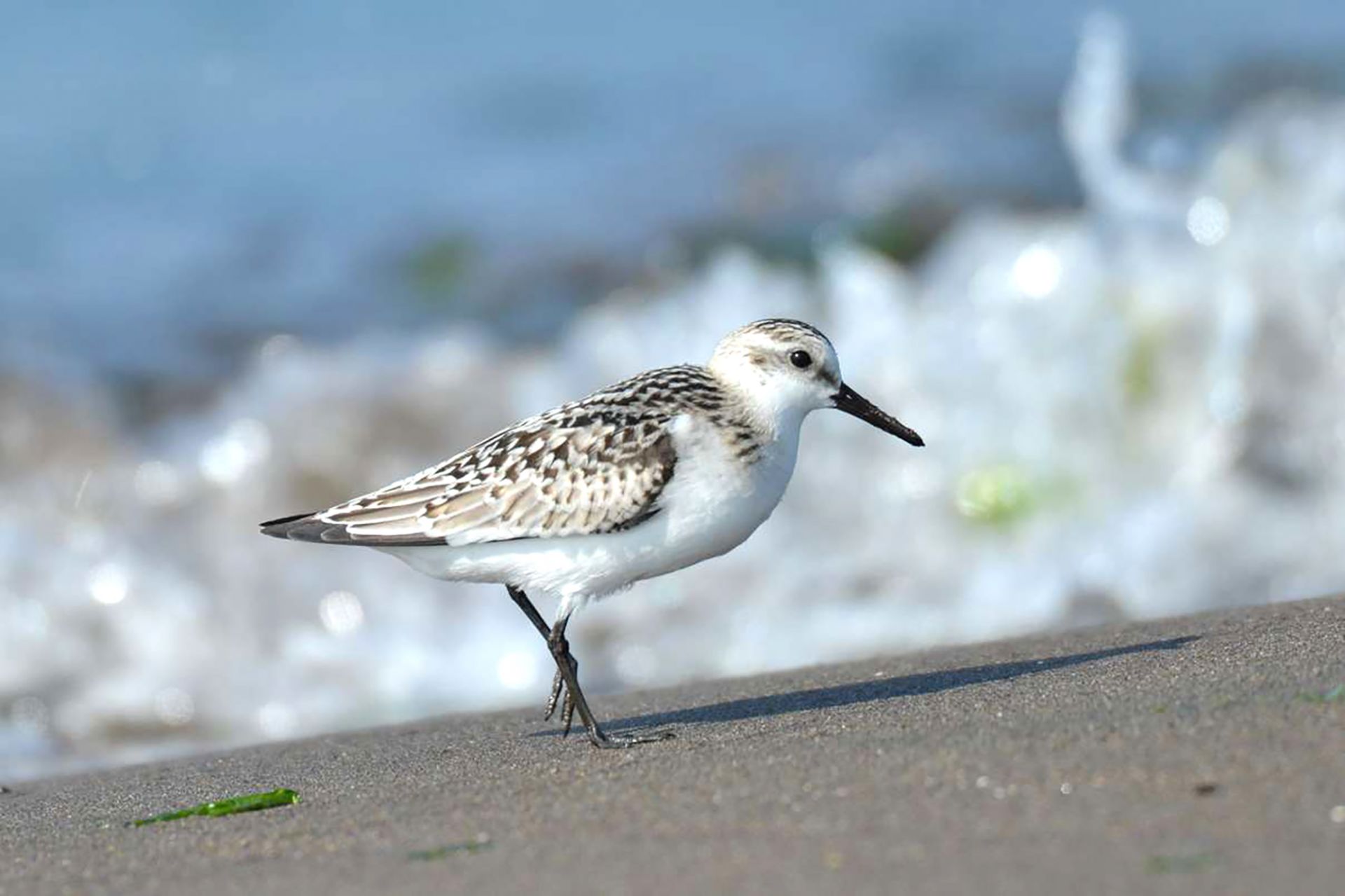 ミユビシギ ひがし北海道の野鳥図鑑 Bird Land ひがし北海道 釧路 バードウォッチング パラダイスひがし北海道 くしろ