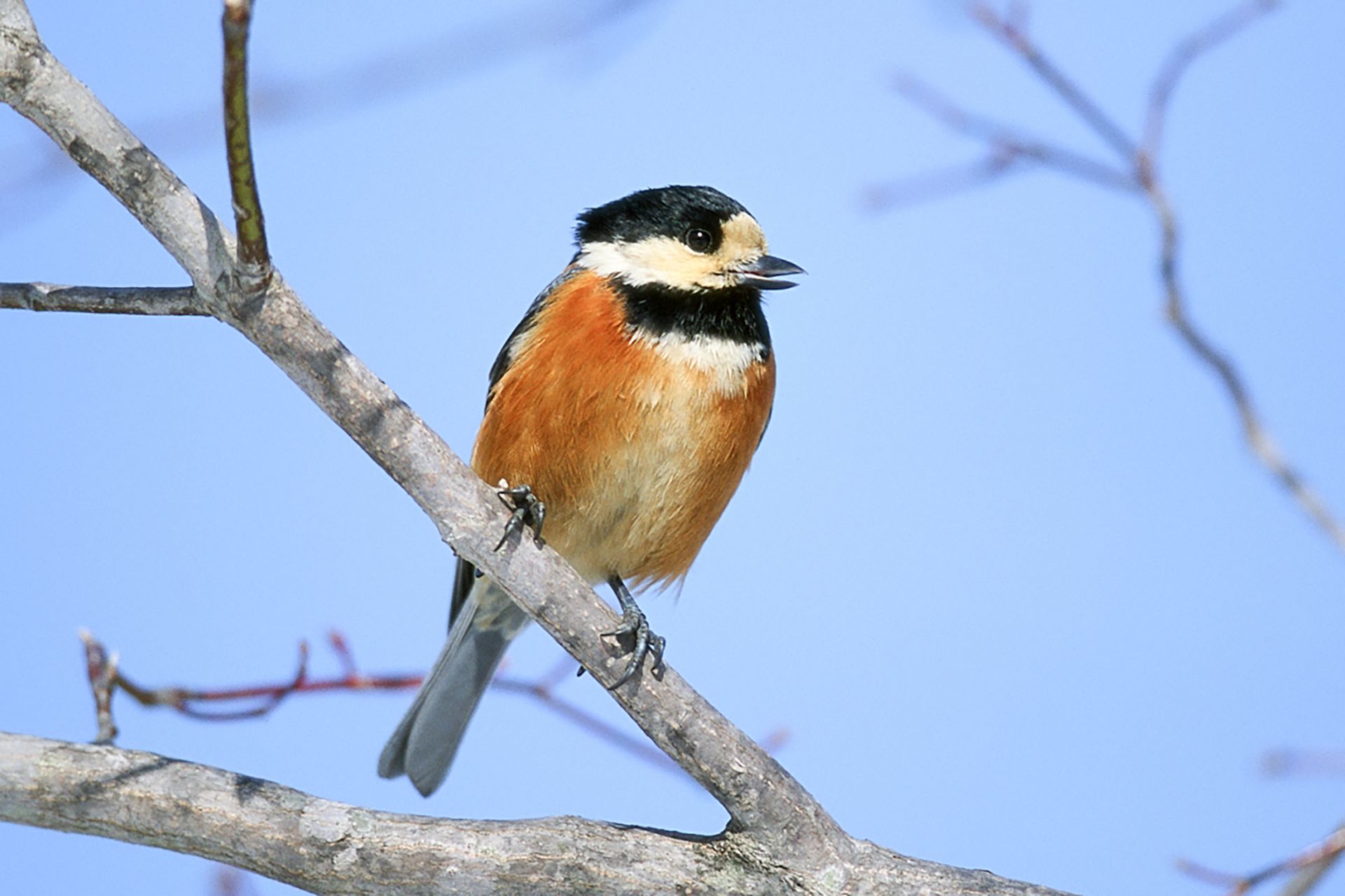 ヤマガラ ひがし北海道の野鳥図鑑 Bird Land ひがし北海道 釧路 バードウォッチング パラダイスひがし北海道 くしろ