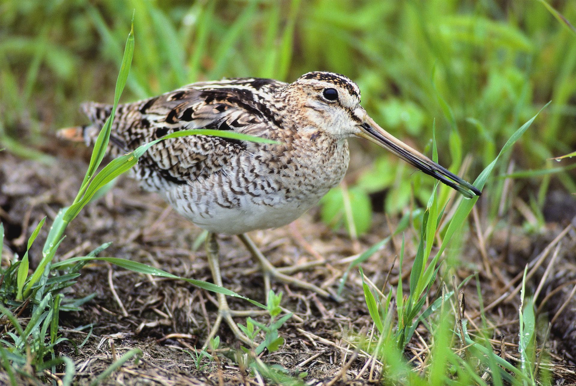 オオジシギ ひがし北海道の野鳥図鑑 Bird Land ひがし北海道 釧路 バードウォッチング パラダイスひがし北海道 くしろ