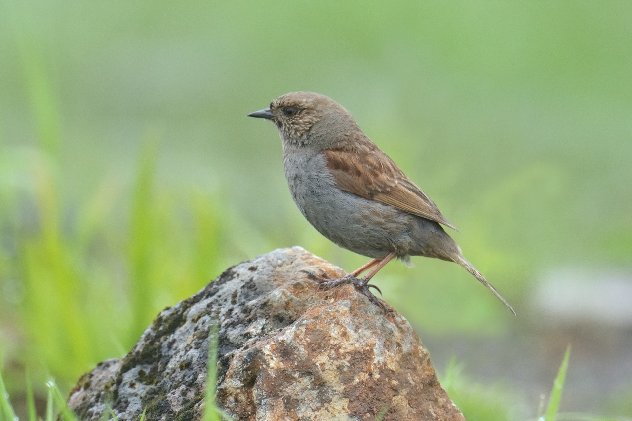 カヤクグリ | ひがし北海道の野鳥図鑑 | BIRD LAND ひがし北海道 釧路(バードウォッチング パラダイスひがし北海道 くしろ)